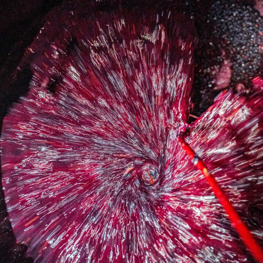 Vin en cours de traitement suite à vendange