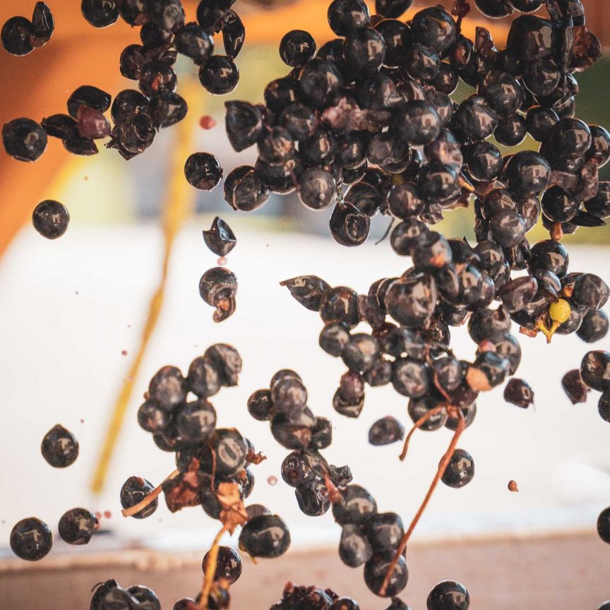 Raisins vendangés en vue d'en faire du vin